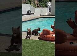 Enlace a Madre oso y sus oseznos gorronean una piscina