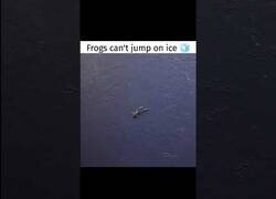 Enlace a Las ranas no pueden saltar en el hielo
