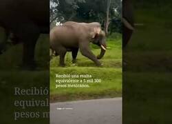 Enlace a Elefante embiste a turista imprudente en la India