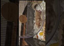 Enlace a ¿Alguna vez has visto a un hámster corriendo en slow motion?