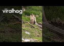 Enlace a Graban una pelea de marmotas en la montaña