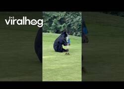 Enlace a Este oso nos ha salido amante del golf
