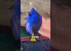 Enlace a Dejad en paz a Dory, ella solo está buscando a Nemo