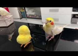 Enlace a Periquito imitando a juguete