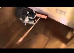 Enlace a Cuando le dije al mapache que el que no colabore se va de la casa