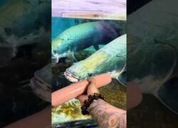 Enlace a ¿Cuánto crees que tarda este pez en comerse esta salchicha gigante?