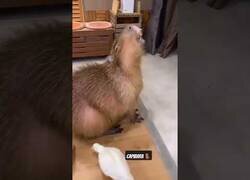 Enlace a Unos patos le hacen una sesión de peeling a un capibara