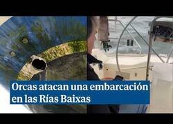 Enlace a Orcas atacan y destrozan un velero en las Rías Baixas