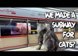 Enlace a Un chino construye un sistema de metro y una estación funcional para sus gatos