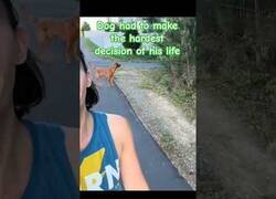 Enlace a Sometiendo a un perro a la decisión más difícil de su vida