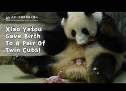 Enlace a Así nacen los osos panda