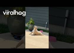 Enlace a No molesten al Firulais, es su hora del yoga