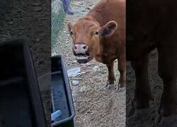 Enlace a Winnie, la vaca streamer que recibe comida por cada donación