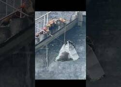 Enlace a Atrapando un nido de avispas con máxima protección