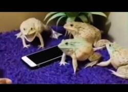 Enlace a Estos sapos me protegen el móvil