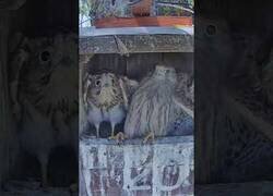 Enlace a Una mariposa asusta a unas crías de halcón en su propio nido