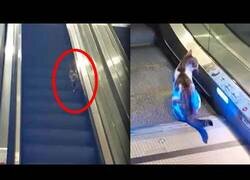 Enlace a Gato se queda bugueado en unas escaleras mecánicas hasta que le ayudan
