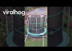 Enlace a Zorro se cuela y juega en una cama elástica