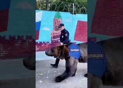 Enlace a En Rusia ya no tienen perros patrulla, ahora tienen osos policía