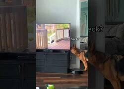 Enlace a Perros confundidos por la televisión