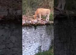 Enlace a Una vaca se sube y cae de un tejado