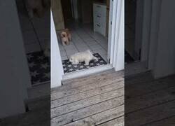 Enlace a Este educado perro se limpia las patas en la alfombra antes de entrar en casa