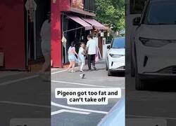 Enlace a Paloma que vive en una calle de restaurantes se puso tan gorda que ya no puede volar