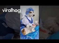 Enlace a Mi perro es un cirujano muy profesional