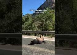 Enlace a Avistan un buitre en mitad de un carretera en Cantabria