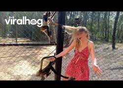 Enlace a Momentos de monos enloquecidos captados por la cámara