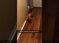 Enlace a ¿Quién está tirando así del Firulais?