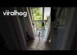 Enlace a Gatete y ardilla juegan juntos a través del cristal