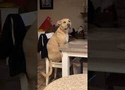Enlace a Perro sentado en la mesa esperando a que le sirvan la comida