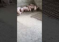 Enlace a Estos cerdos son racistas