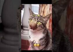 Enlace a Este gato aprendió por las malas a no meterse con las abejas
