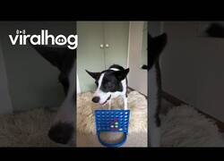 Enlace a Perro juega al Conecta 4