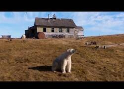 Enlace a Una manada de osos polares invade una estación de investigación soviética abandonada