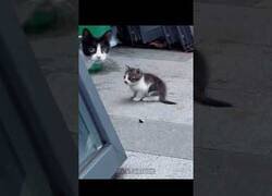 Enlace a Mamás gato protegiendo a sus cachorros
