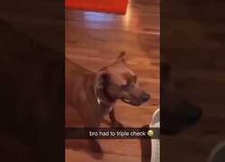 Enlace a Este perro no se creía la comida que le habían puesto