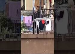 Enlace a Loro furioso tira al suelo la ropa tendida de sus dueños
