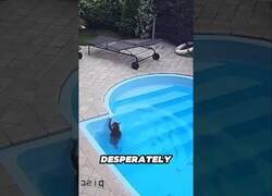 Enlace a Gato entra en pánico al caer al agua y acaba dándose cuenta de que puede nadar