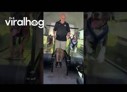 Enlace a Estos perros se llevan a matar