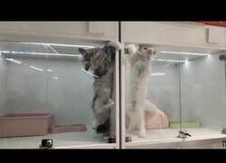 Enlace a Estos gatos fueron separados para que no pelearan y aún así se las ingeniaron para seguir peleando
