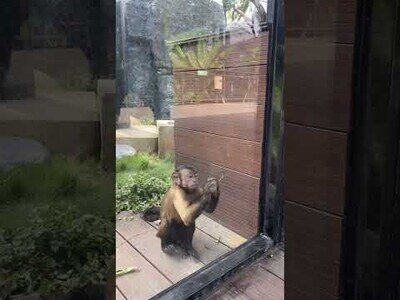 Este mono consigue romper el cristal de su jaula con una piedra