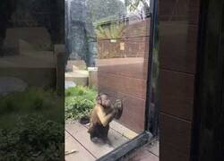 Enlace a Este mono consigue romper el cristal de su jaula con una piedra