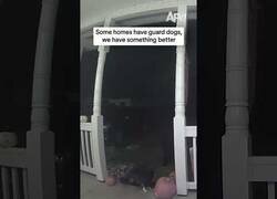 Enlace a Gato defiende la casa de sus dueños ante la llegada de un oso