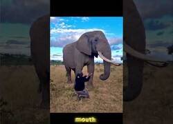Enlace a Cuando un elefante intenta comerse tu sombrero