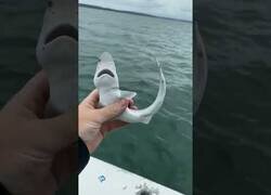 Enlace a ¿Alguna vez habías visto un bebé tiburón?