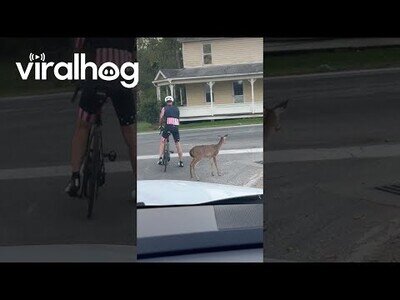 Pequeño ciervo sigue a un ciclista en su paseo