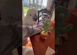 Enlace a Cacatúa se hace amigo de este cactus